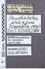 Etiketten zu Phaeopterus unicolor (NHMW-ZOO-COL-0010261)